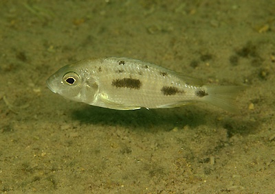 Otopharynx mumboensis 'Mumbo Island'